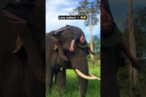 Lazy elephant mahout 😂🐘 #Shorts #Elephants #Animals