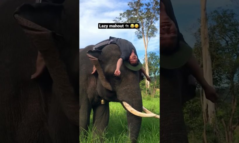 Lazy elephant mahout 😂🐘 #Shorts #Elephants #Animals