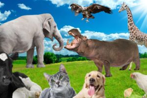 Learn about familiar animals, animal sounds and foods: cows, dogs, cats, chickens, elephants