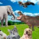 Learn about familiar animals, animal sounds and foods: cows, dogs, cats, chickens, elephants