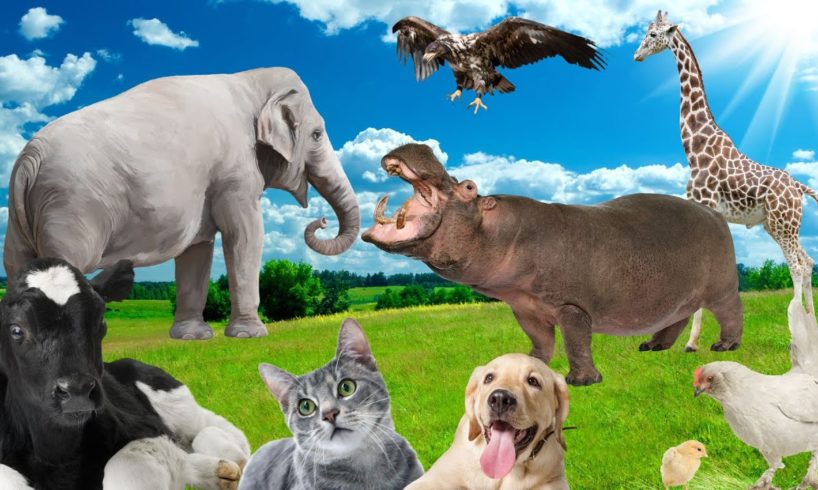 Learn about familiar animals, animal sounds and foods: cows, dogs, cats, chickens, elephants