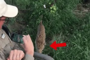Leopard Encounters: Top 6 You're Not Meant to See
