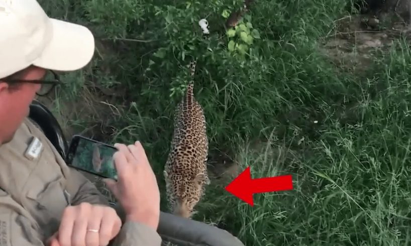 Leopard Encounters: Top 6 You're Not Meant to See