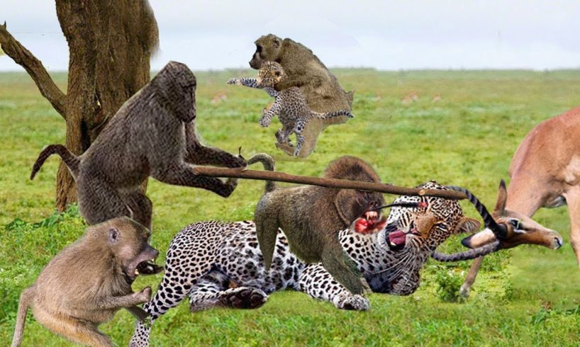 Leopard Is Suddenly Fiercely Attacked By Baboons To Rescue Impala And Kidnap Leopard Baby