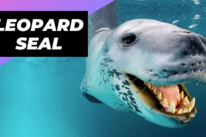 Leopard Seal 🦭 One Of The Cutest But Dangerous Animals In The World #shorts