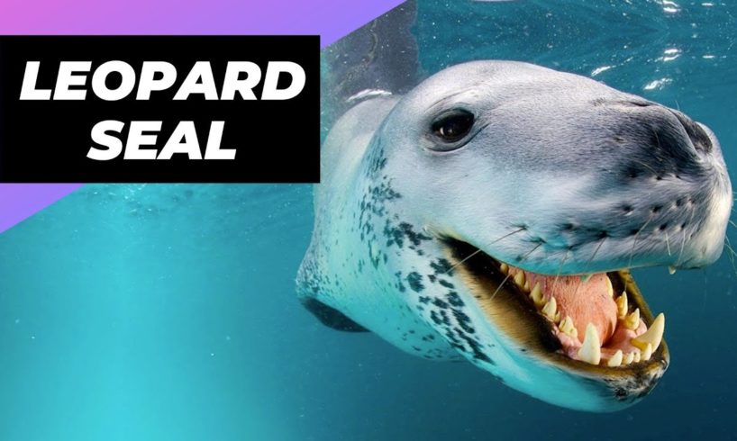Leopard Seal 🦭 One Of The Cutest But Dangerous Animals In The World #shorts