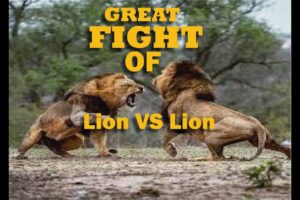 Lion Catch Lion Fight For Life .............. Wild Animal Fights