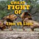 Lion Catch Lion Fight For Life .............. Wild Animal Fights