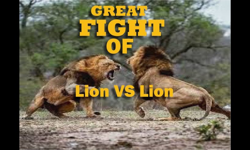 Lion Catch Lion Fight For Life .............. Wild Animal Fights