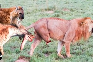 Lion Loses Leg After Brutal Fight With Hyena And What Will Happen Next?