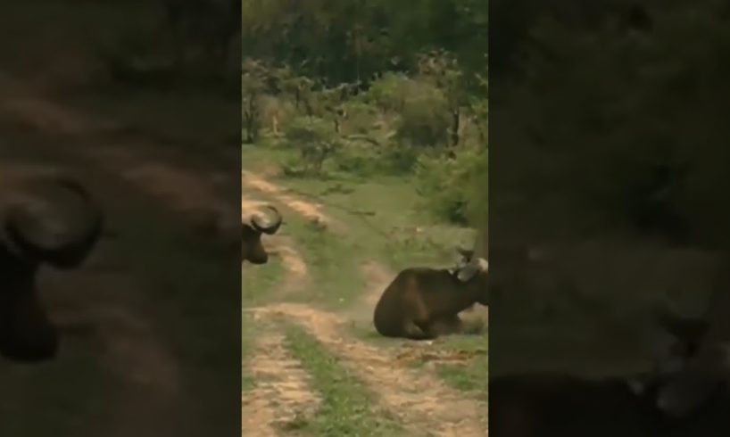 Lion vs Wild buffalo 😮 || Deadliest animal fights