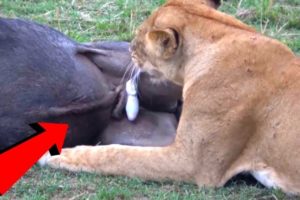 Lions like to Eat their prey's Testicles | Wild Animals | Wild Events