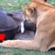 Lions like to Eat their prey's Testicles | Wild Animals | Wild Events
