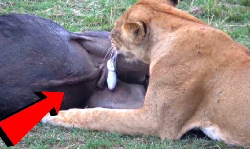 Lions like to Eat their prey's Testicles | Wild Animals | Wild Events