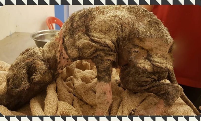 Little Puppy Lost His Whole Life in Loneliness and Misery Until He Was Rescued