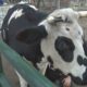 Local cow in running to be named America's Top Pet