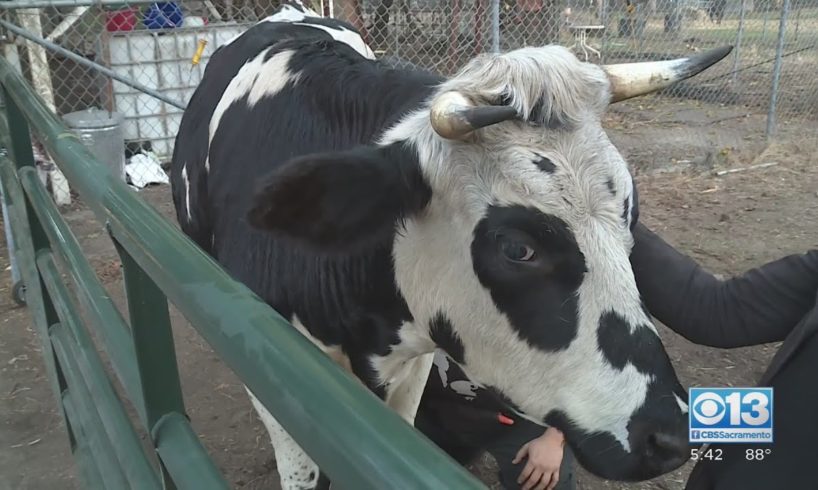 Local cow in running to be named America's Top Pet