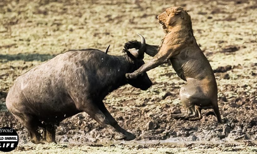 Look What Happens When Injured Buffalo Stuck In The Mud Fights The Hungry Lion?
