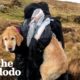 Lost, Freezing Dog Gets Carried 6 Miles Down A Mountain | The Dodo