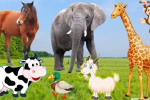 Lovely animal moments, pet animals, cows, horses, chickens, elephants, cats, dogs, monkeys