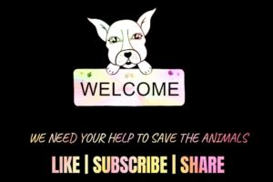 MUST WATCH!!! ANIMAL RESCUE MISSION STATEMEMT: ITS TIME TO HELP