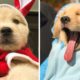 Made Your Day with These Funny and Cute Golden Retriever Puppies🐶| Cutest Puppies