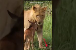 Male Lion Kills Baby Buffalo#male#lion#kills#baby#buffalo#shorts#animals#wildlife#cute