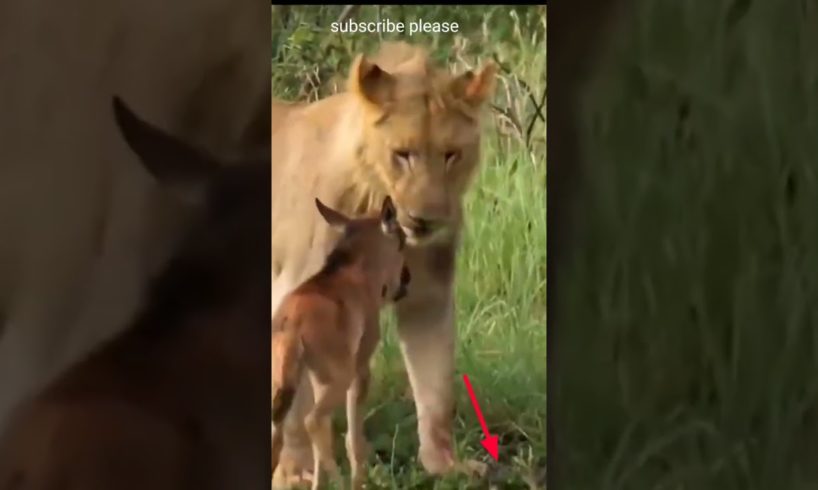 Male Lion Kills Baby Buffalo#male#lion#kills#baby#buffalo#shorts#animals#wildlife#cute