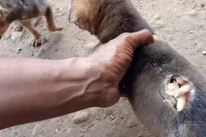 Mangoworm Removal From Dog, Remove Mangoworm On Dog | video mangoworm 2021