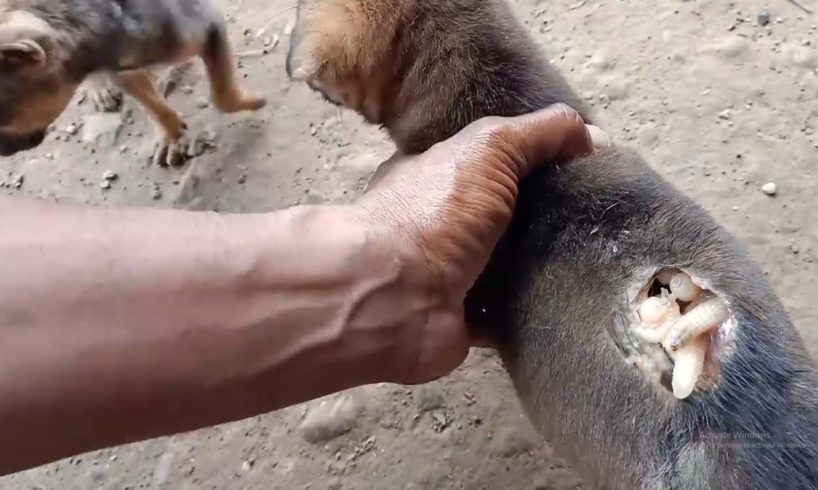 Mangoworm Removal From Dog, Remove Mangoworm On Dog | video mangoworm 2021