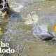 Men Jump Into River To Save A Dolphin's Life | The Dodo