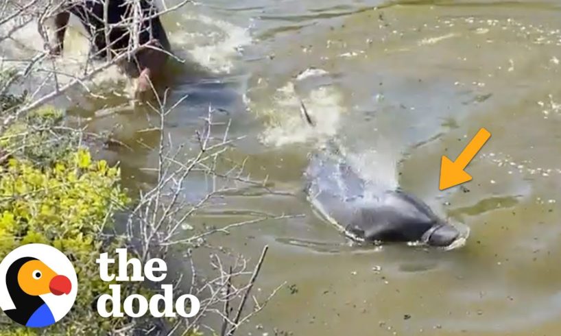 Men Jump Into River To Save A Dolphin's Life | The Dodo