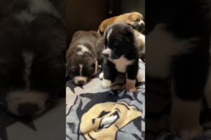 Most cutest puppies ever ❤️🥹! Alabai puppies, CAS puppies