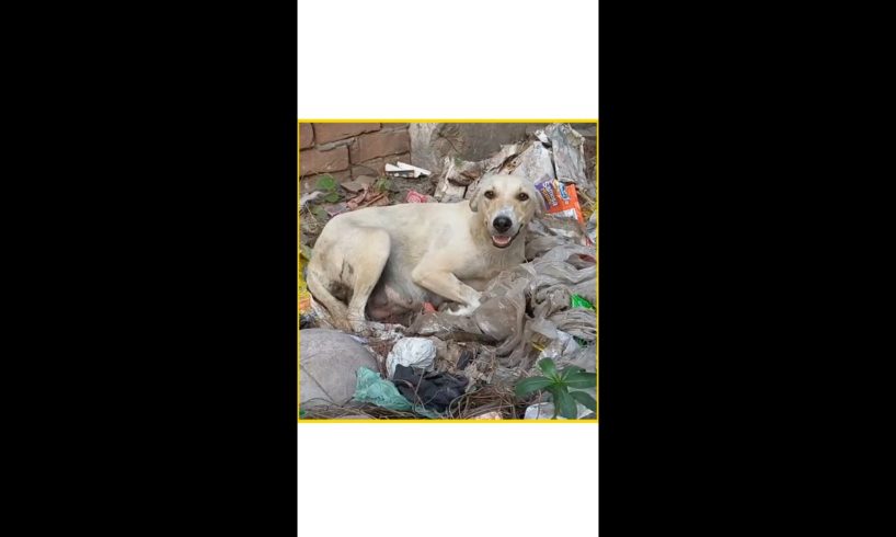 Mother dog's reaction when her newborn puppies will be saved