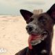 Mujer encuentra un cachorro de 6 semanas abandonad en la playa | Almas Gemelas | El Dodo