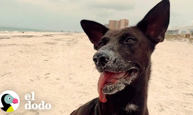 Mujer encuentra un cachorro de 6 semanas abandonad en la playa | Almas Gemelas | El Dodo