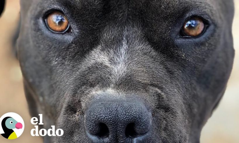 Mujer intenta rescatar a un perro callejero todos los días durante 3 semanas | El Dodo