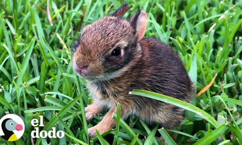 Mujer rescata a un conejo recién nacido y lo cría | Corazones Salvajes | El Dodo