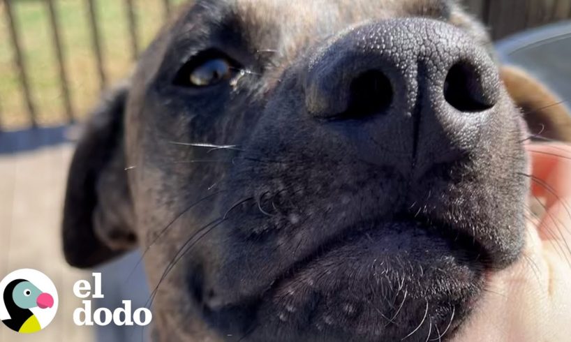 Mujer saca a perrita "agresivo" del refugio minutos antes de que sea demasiado tarde | El Dodo