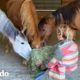 Mujer salva un caballo y termina rescatando 200 animales más | El Dodo