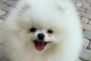 My Animal Kingdom/Cute Puppies/Cute Funny Puppy Dog/ Baby Dogs video/Pomeranian Puppy/Cute animals