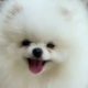 My Animal Kingdom/Cute Puppies/Cute Funny Puppy Dog/ Baby Dogs video/Pomeranian Puppy/Cute animals