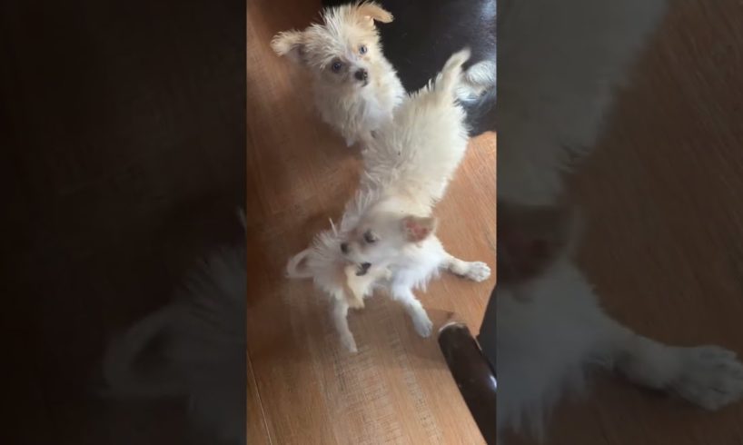 My cute #puppies
