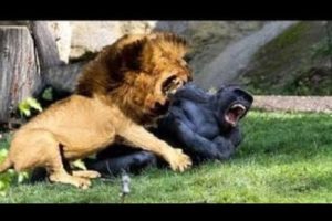 Natural Animals Fights Caught On Camera | natural animals meeting | #crossmeeting #Animalfight #top5