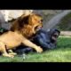 Natural Animals Fights Caught On Camera | natural animals meeting | #crossmeeting #Animalfight #top5