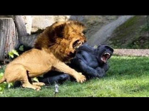 Natural Animals Fights Caught On Camera | natural animals meeting | #crossmeeting #Animalfight #top5