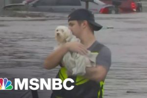 No Pets Left Behind: Shelters And Rescues Step Up After Hurricane Ian