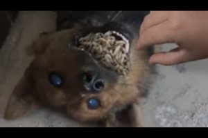 OHH! Poor Dog Was Waiting For RESCUED! Feeding Stray Dogs And Animal Rescue Oct 13 2022!