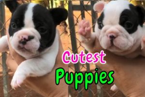 OMG Cutest Puppies you ever see #shorts | n39 vlog
