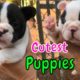 OMG Cutest Puppies you ever see #shorts | n39 vlog